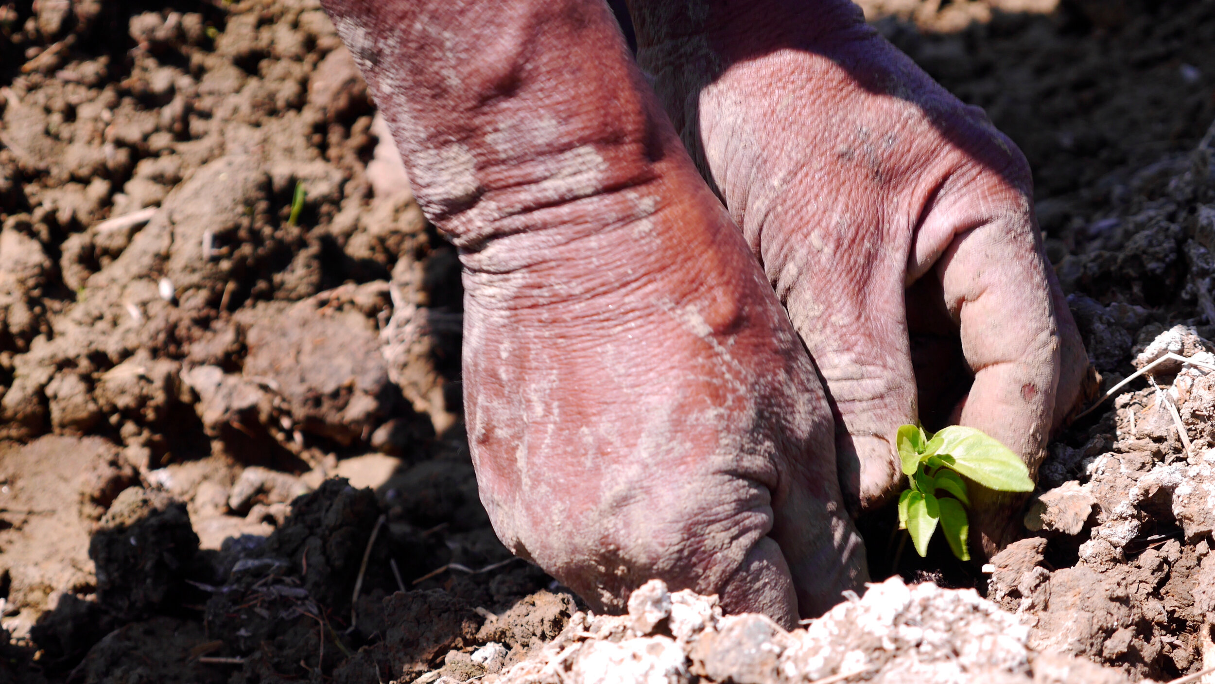 Field worker planting a hot pepper seedling - UCHU Spice.jpeg