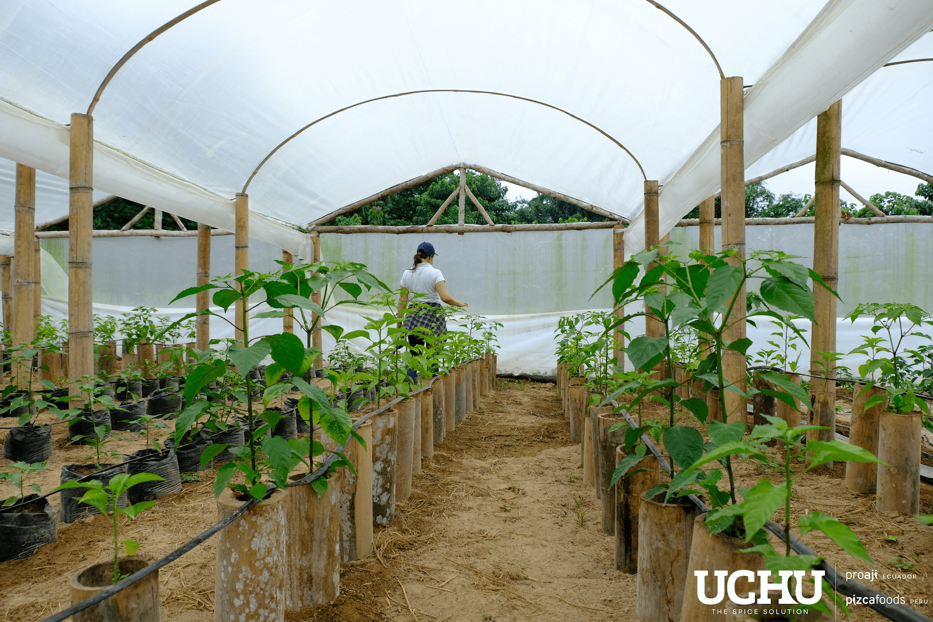    “Many of the practices we use with our farmers are replicated by them in other kinds of crops as they learn the importance of taking care of their land.” Paul Vallejo - Head of Agriculture   