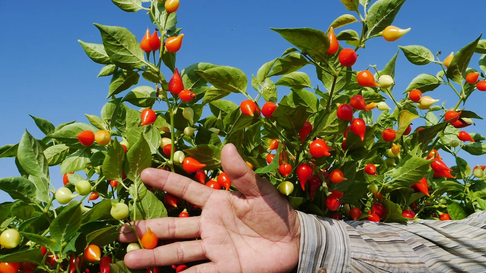 Lágrima (Teardrop or Biquinho) Pepper