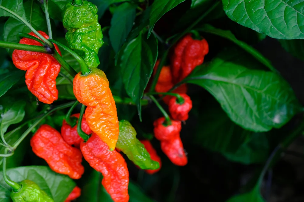 Ghost Pepper (Bhut Jolokia)