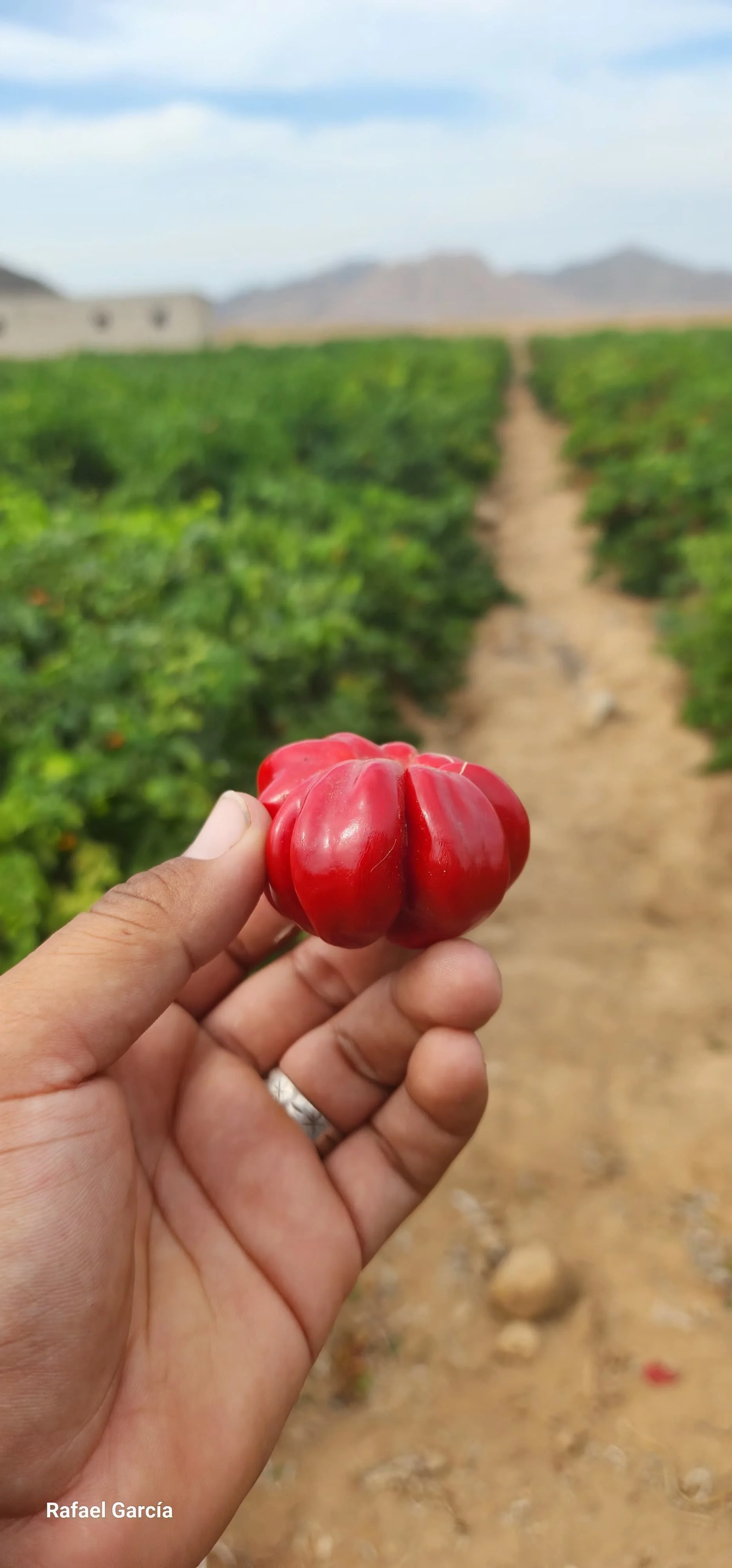 Scotch Bonnet Pepper: The Caribbean Flavor Heating Up Global Kitchens