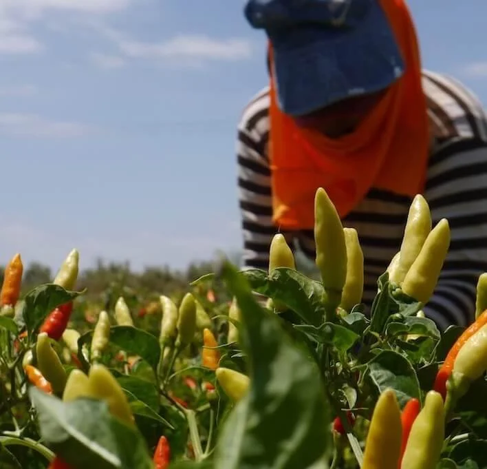 Agricultor - Uchu Spice.jpeg