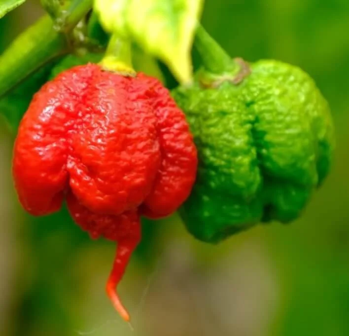 AJI - Uchu Spice.jpeg