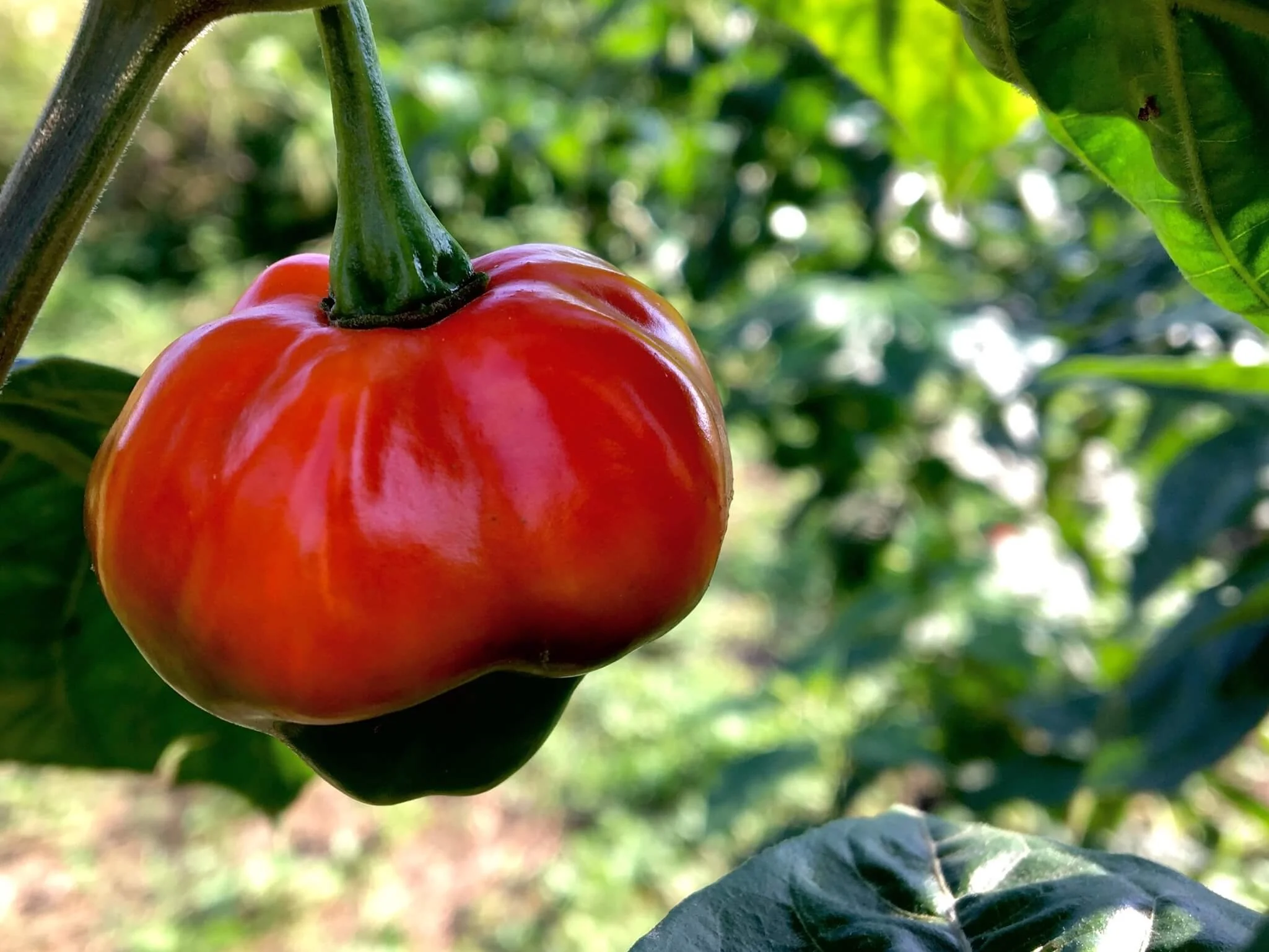 <span>Red Scotch Bonnet</span><em class='me'>Medium</em>