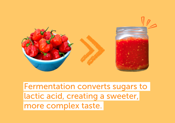How Fermentation Transforms Chili Peppers?