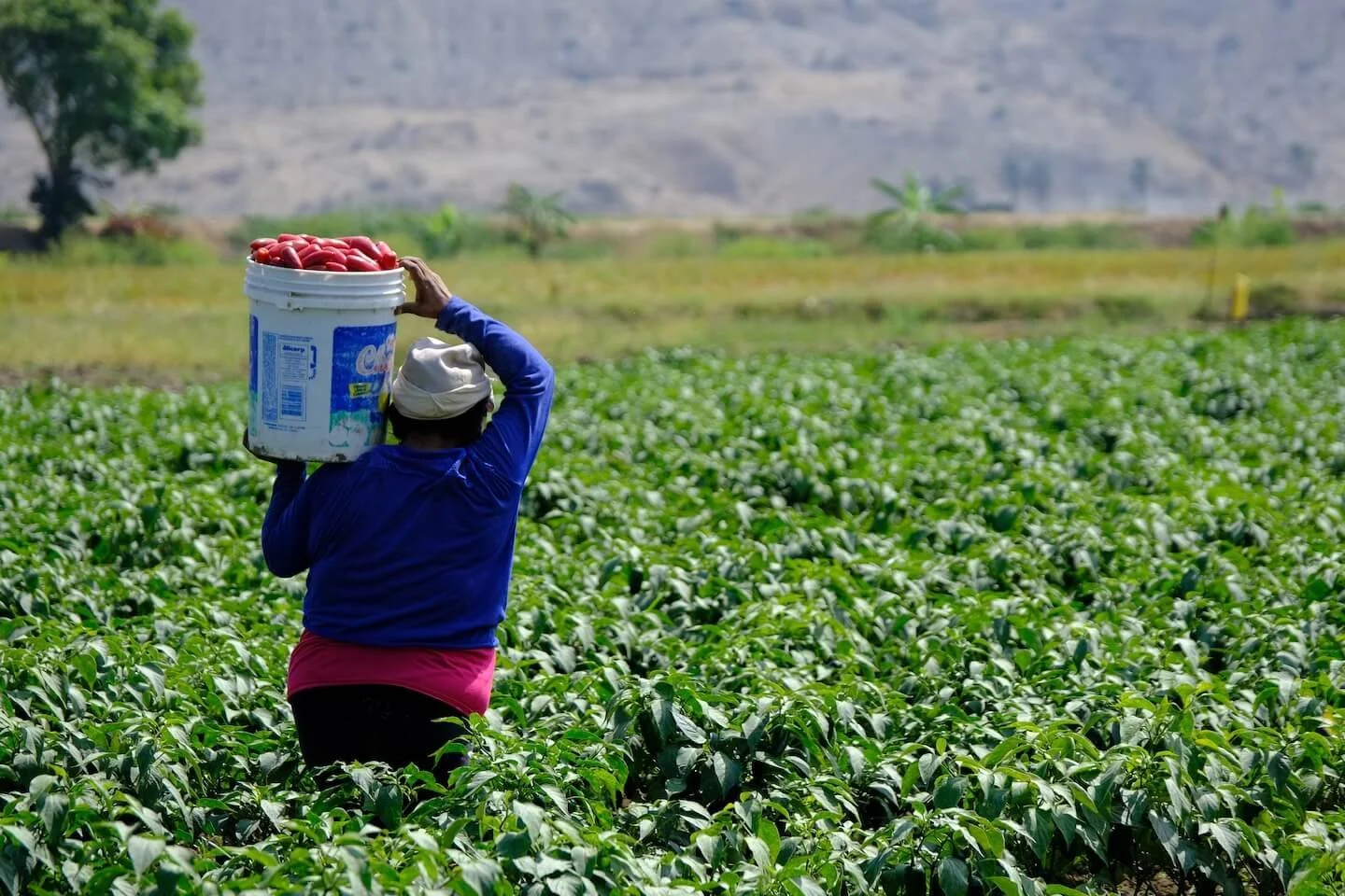 TdR 1 – Territorial, Social, Environmental and Productive Analysis