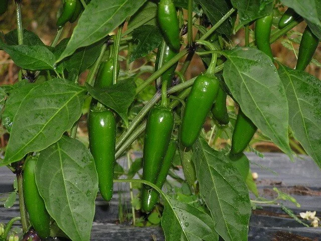<span>Green Jalapeño</span><em class='mi'>Mild</em>