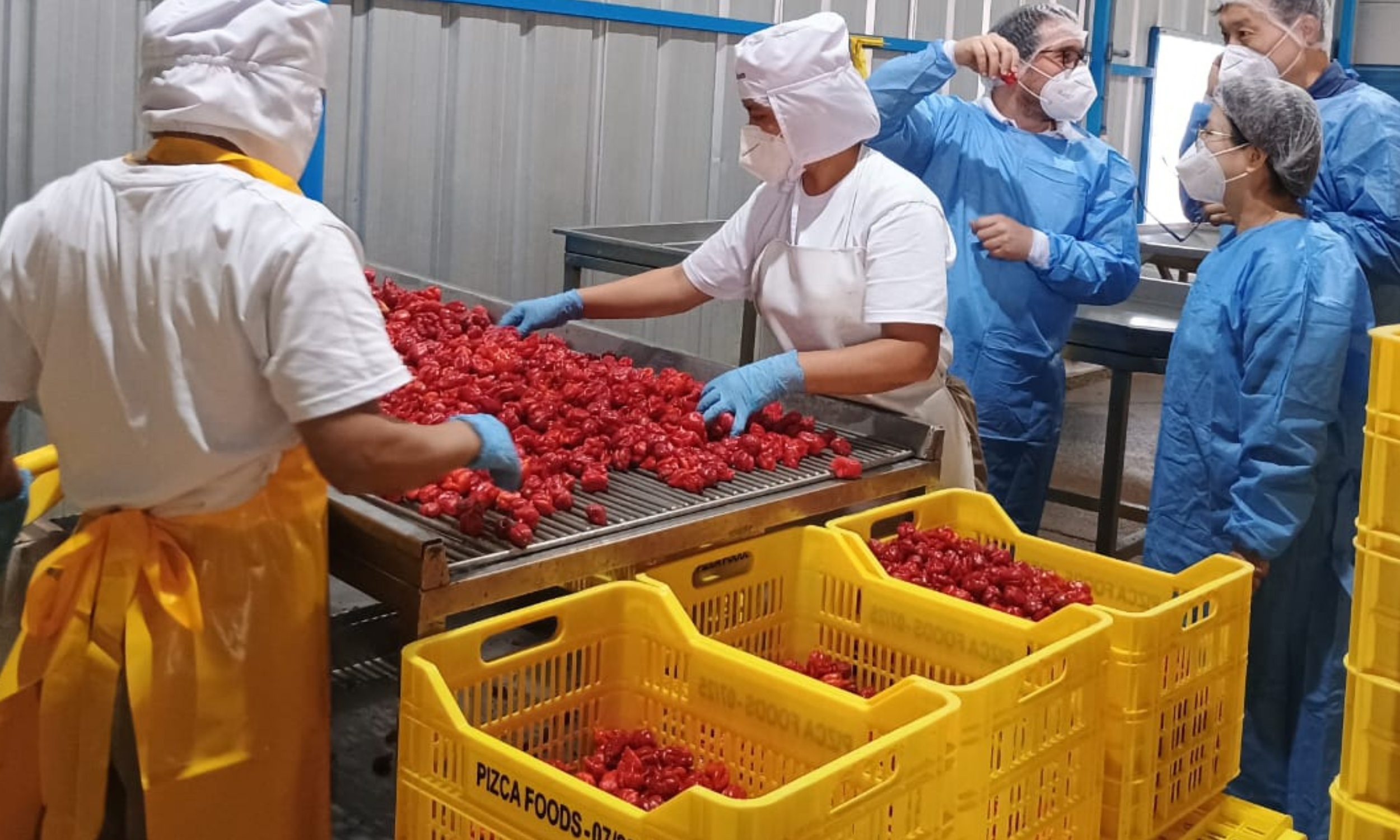 Best Practices for Keeping Your Chillies Fresh and Flavorful