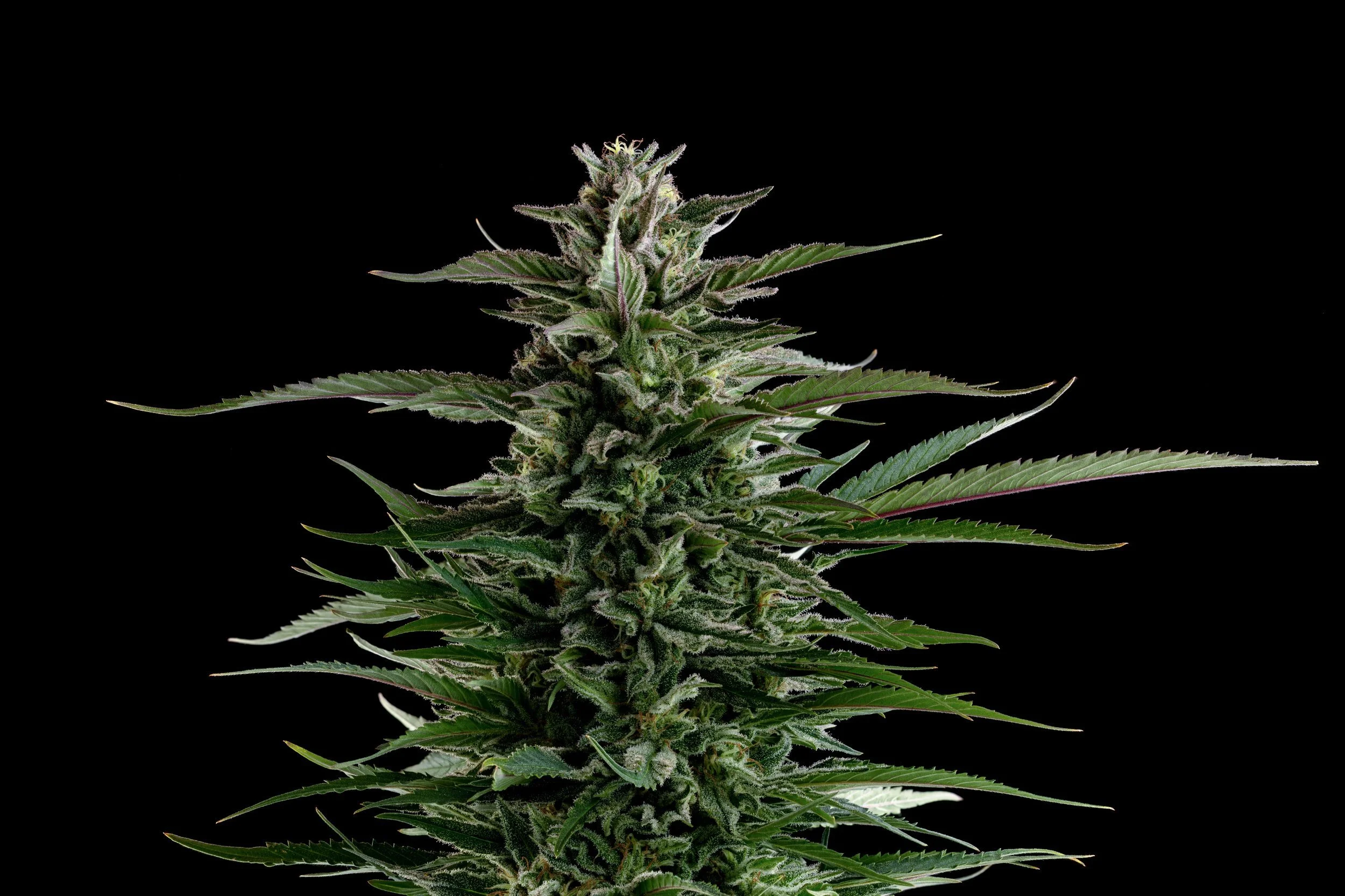Esensia award winning cannabis california, best weed strains