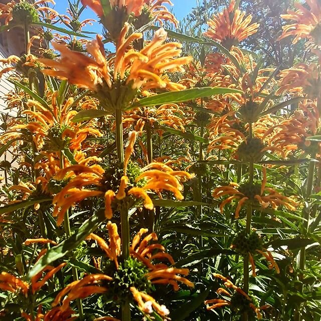 Kangaroo Paw and Bunny Tail
#plants #planting #plantingdesign #kangaroopaw #bunnytailgrass