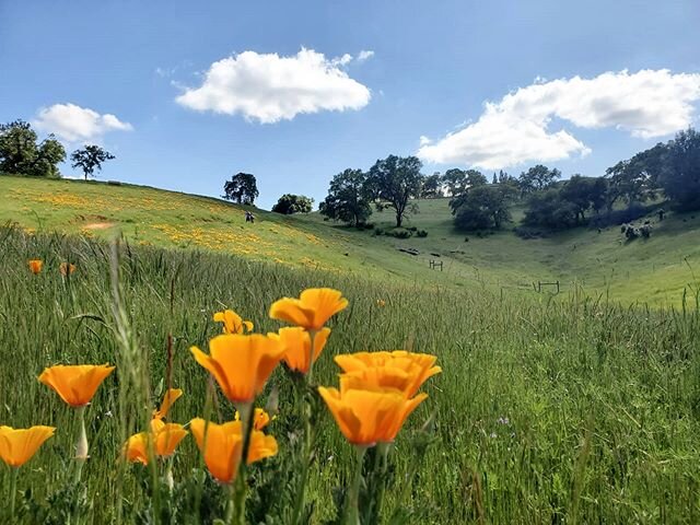 It's a Calfornia Poppy type of day
#californiapoppy #landscapes #nature
