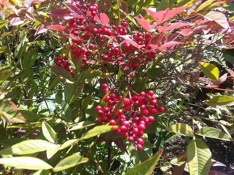 Wildlife Sanctuary Almanac: Use - and Lose - Nandina — Northern