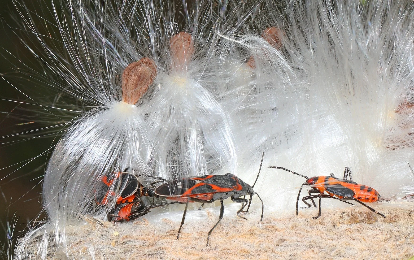 A Closer Look: Nature All Around Us, May 2026