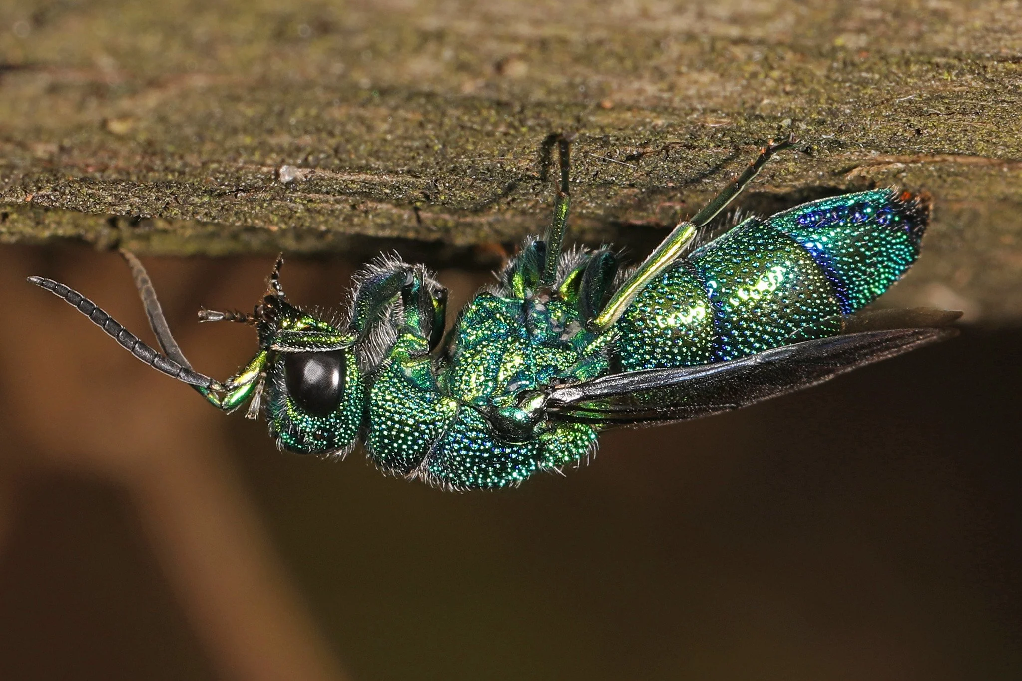 Monday Mystery - August 28, 2023