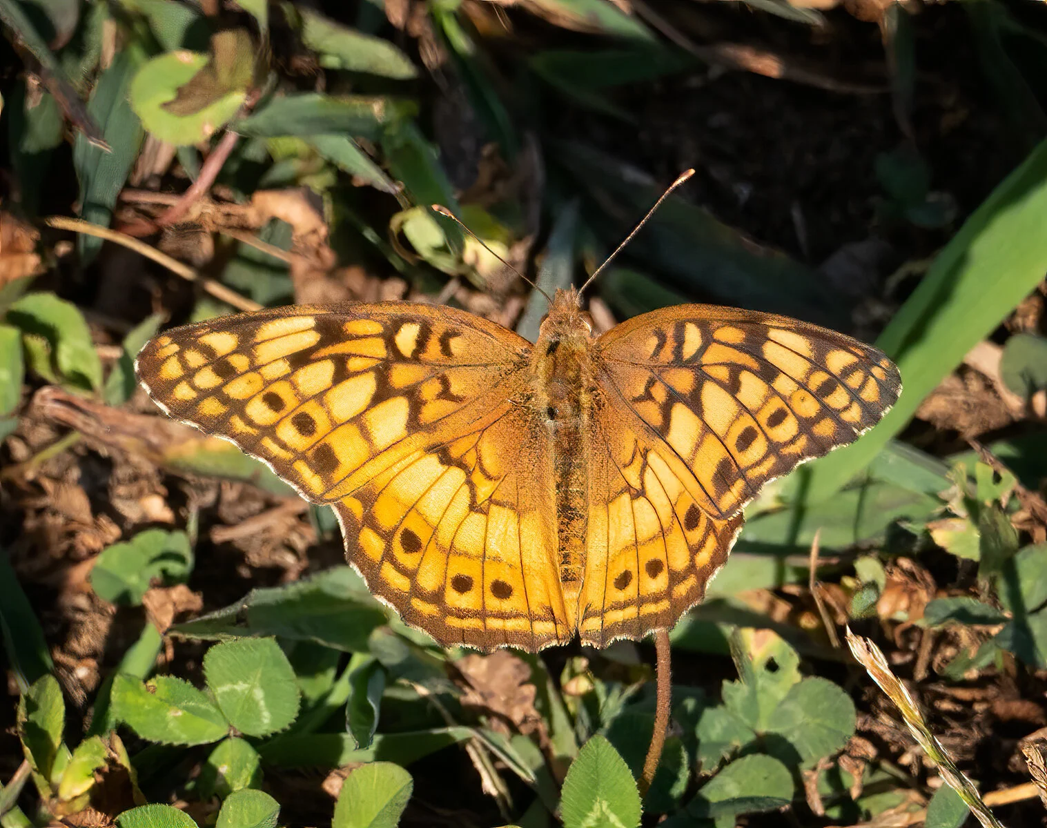 ORP-Variegated-fritillary-Rusty-Moran.jpg