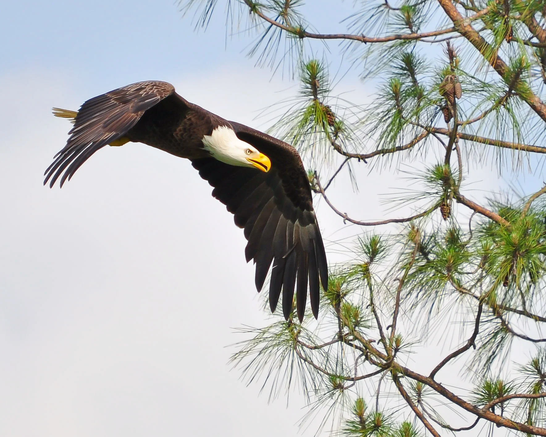 Take Action_APA_CynthiaHansen_Bald_Eagle_KK.jpg