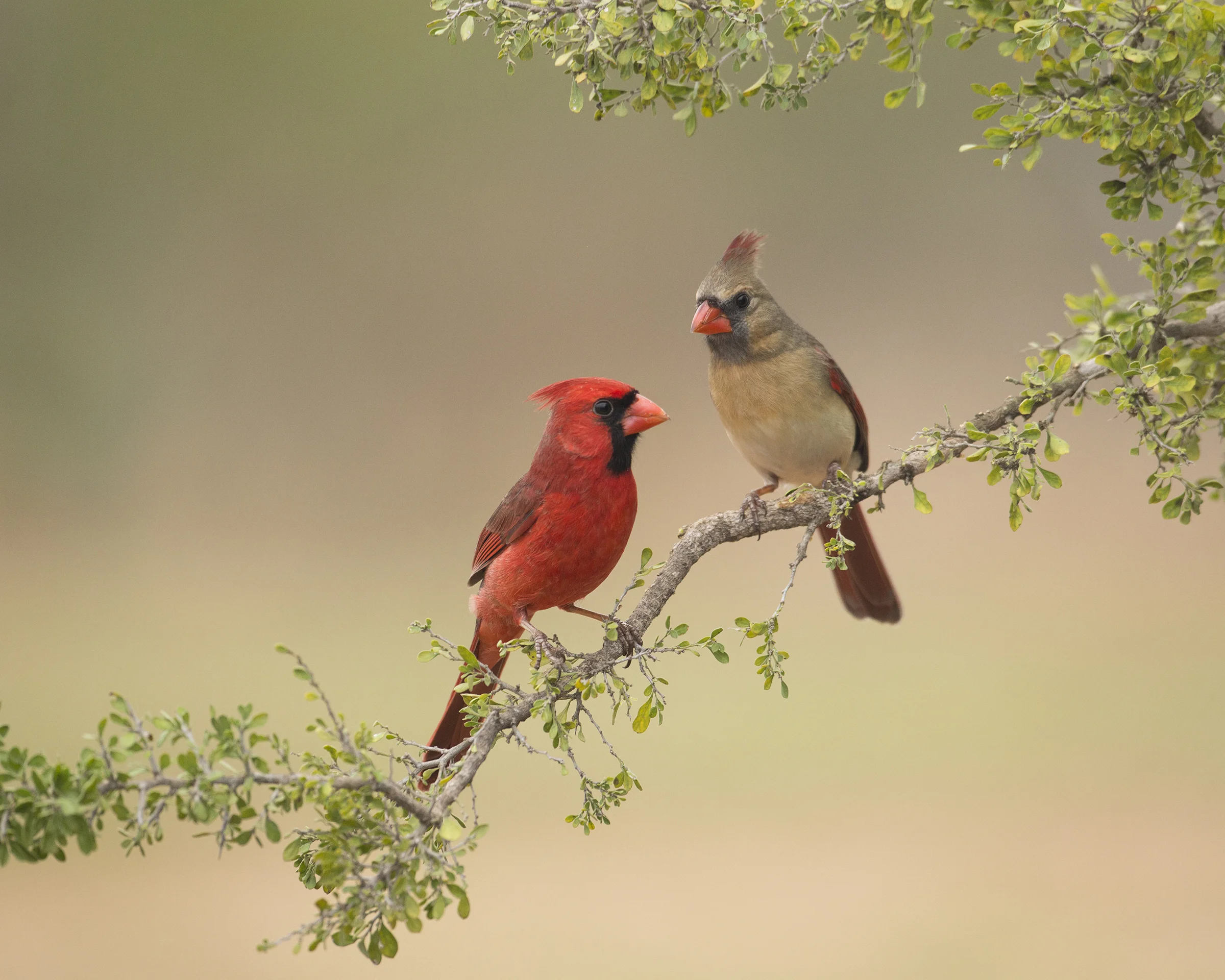 APA-2017_Northern Cardinal_A1_3725_3_Carole_Wiley_KK.jpg