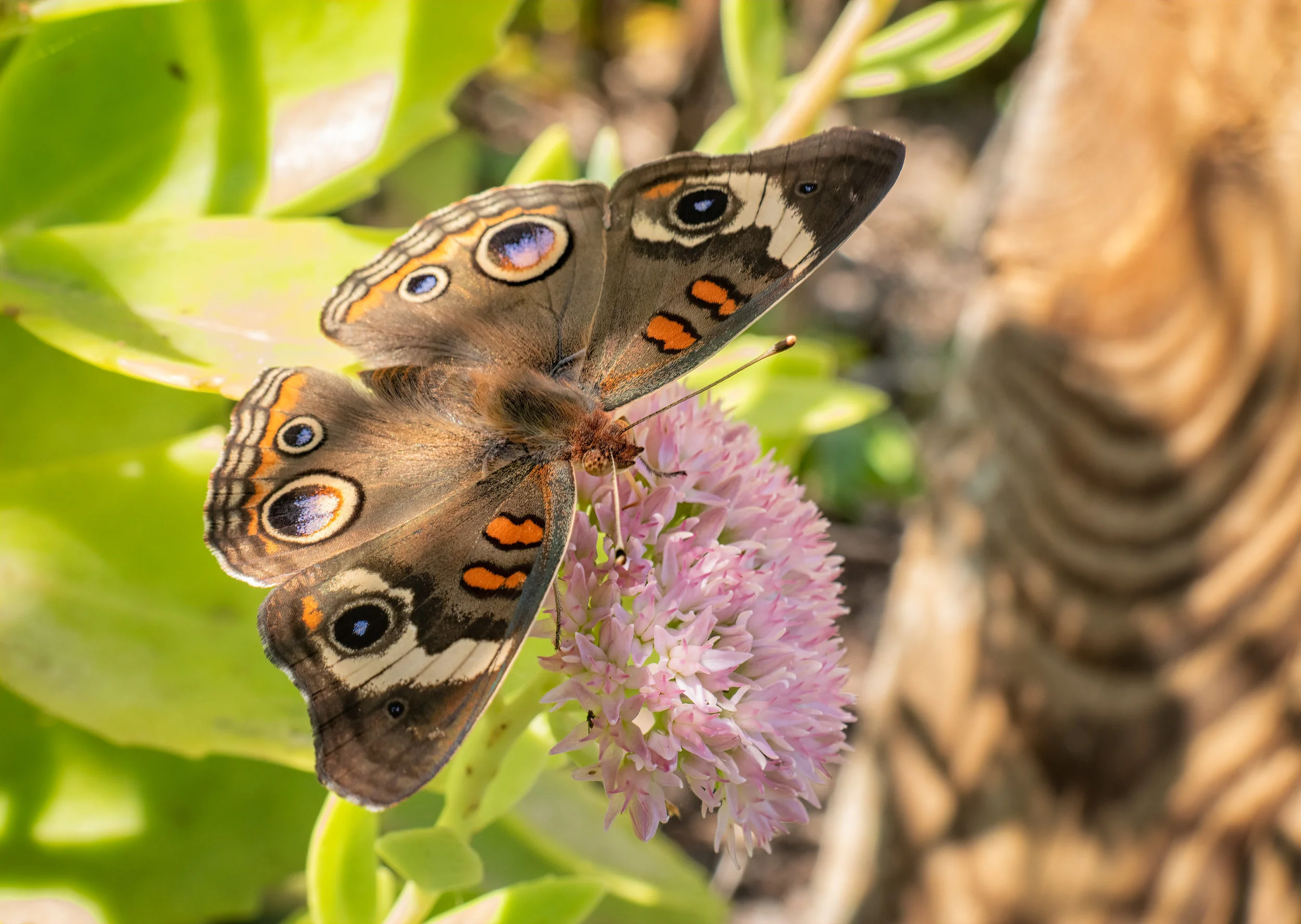 Survey: Occoquan Regional Park Butterfly and Dragonfly