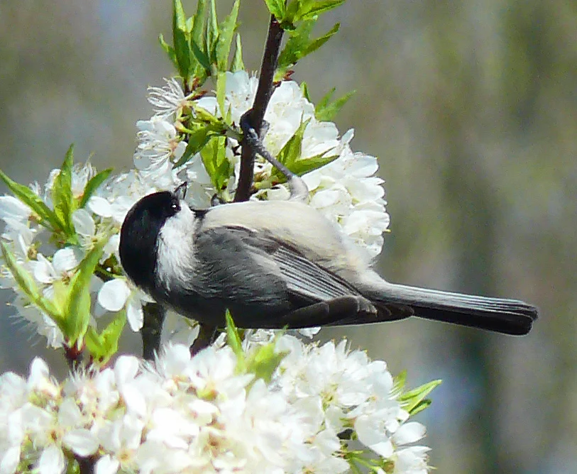 Bird Walk: Bristoe Station Battlefield Heritage Park, Bristow, VA