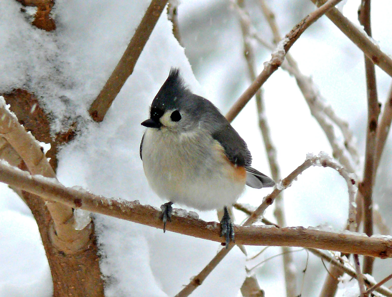 Bird Walk: Meadowood Recreation Area, Lorton, VA