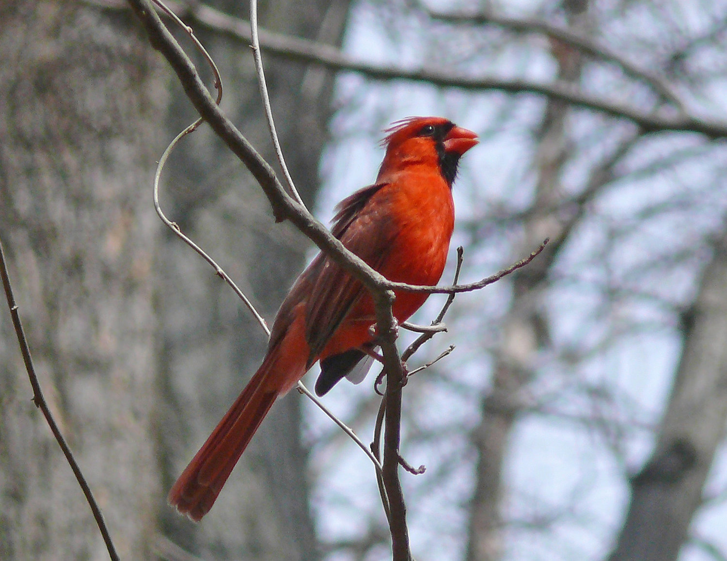 Bird Walk: Lower Glade Stream Valley, Reston, VA — Audubon Society of  Northern Virginia