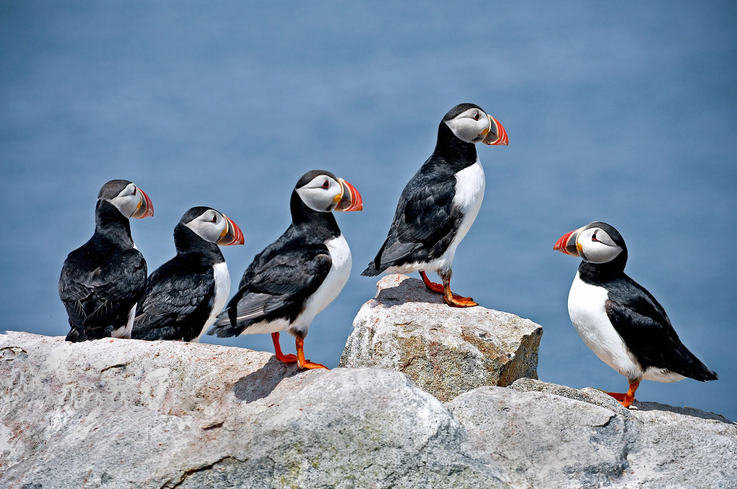 APA_2016_Atlantic Puffin_Susan_Perry_KK.jpg