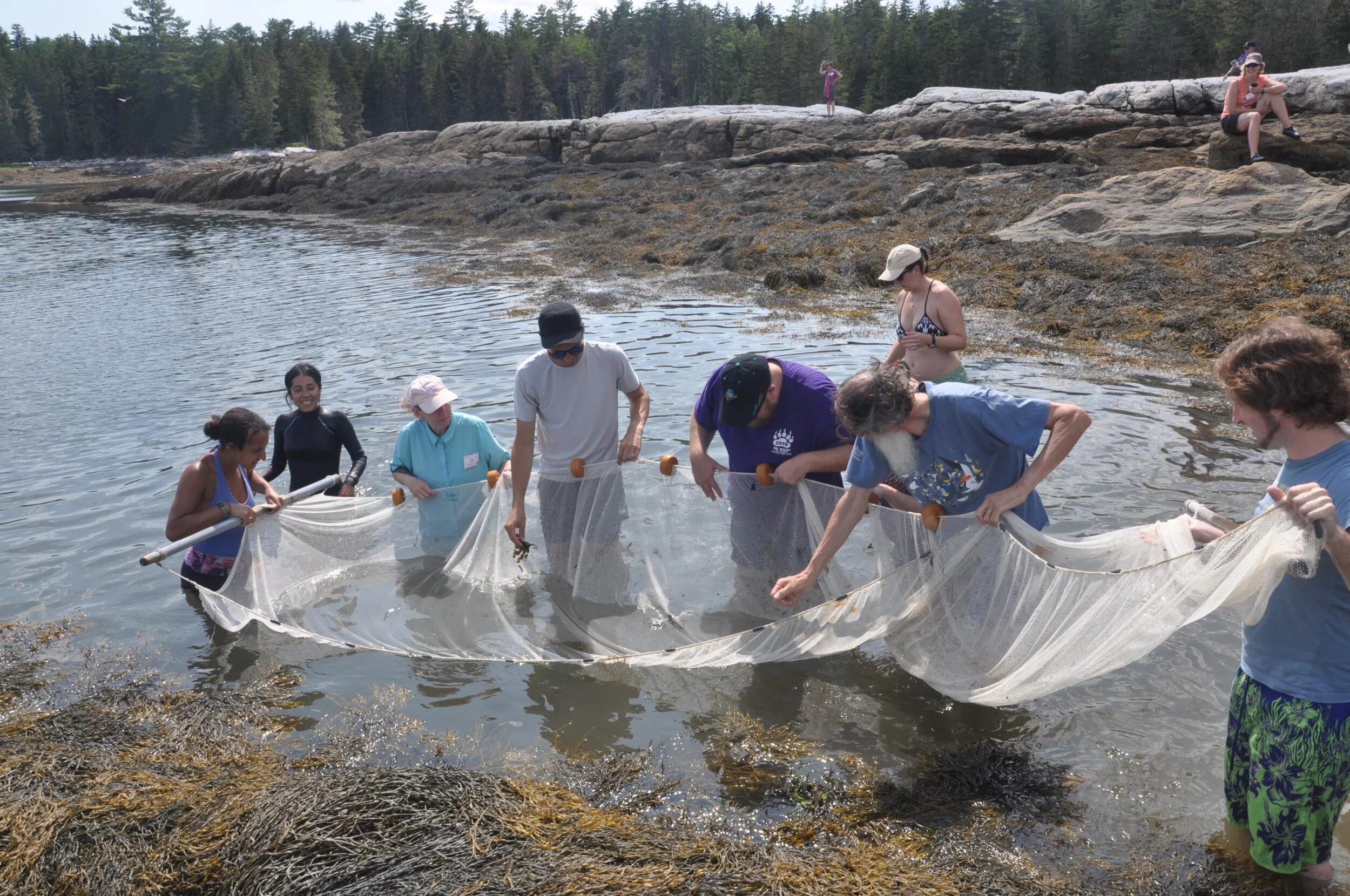 Hog Island_Collecting_seine net_Kirk Treakle.JPG