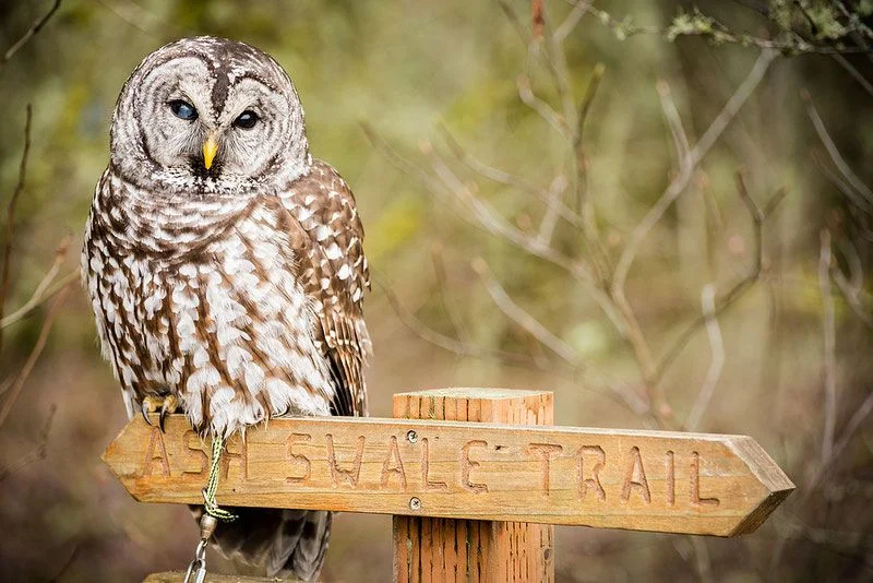 Bird of the Month: The “Sparred” Owl