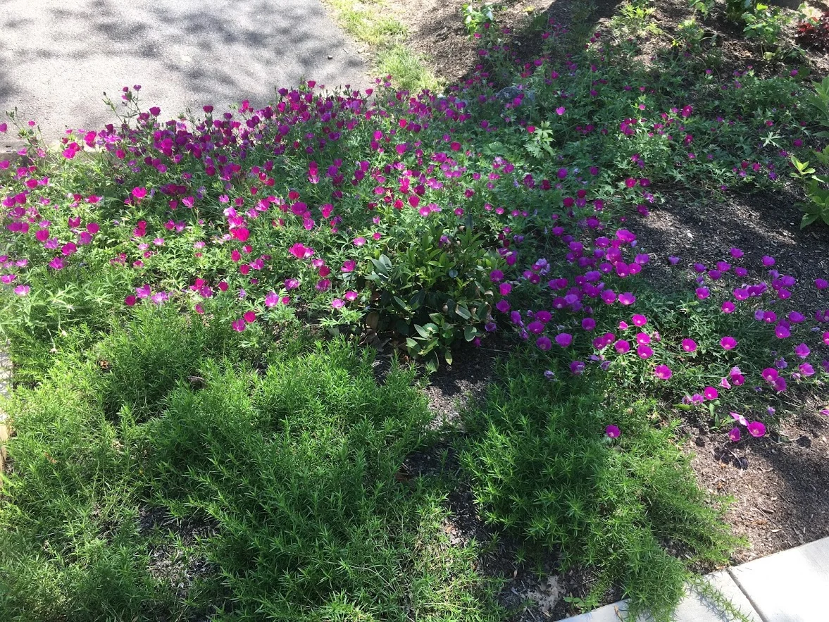 Audubon At Home Certification