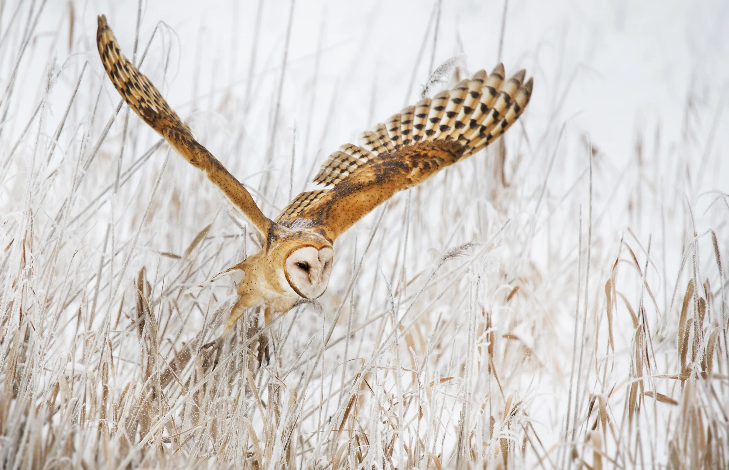 Twelve Things You Should Know About Owls