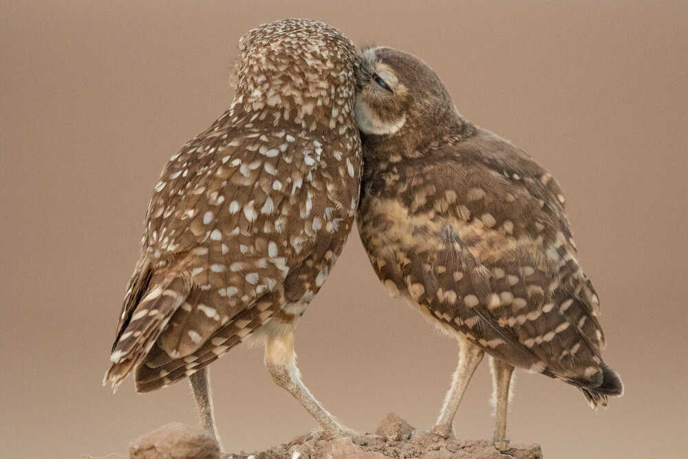 Twelve Things You Should Know About Owls — Audubon Society of Northern  Virginia