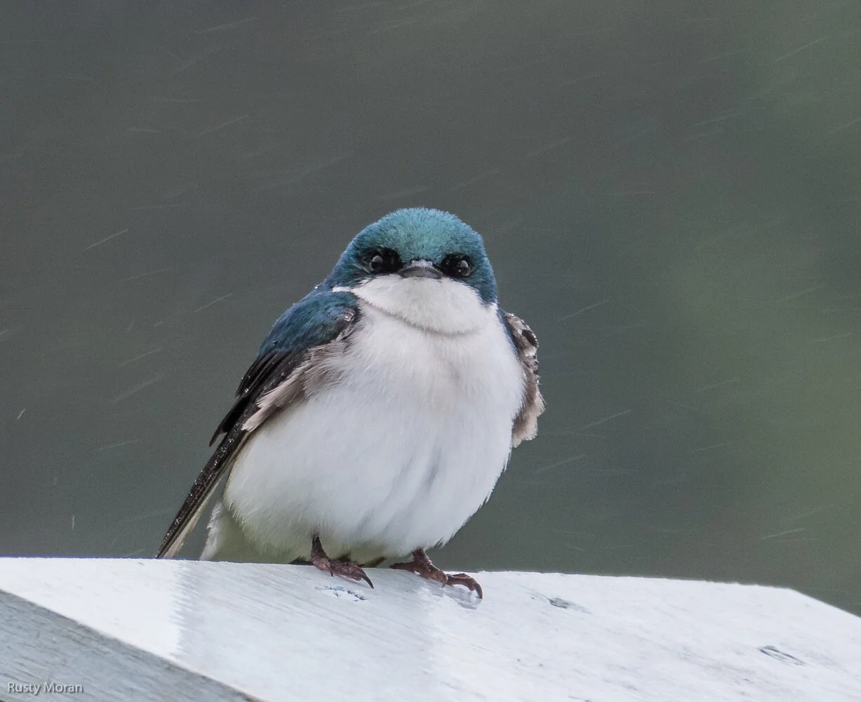 Tree_Swallow-Rusty-Moran.jpg