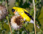 American Goldfinch