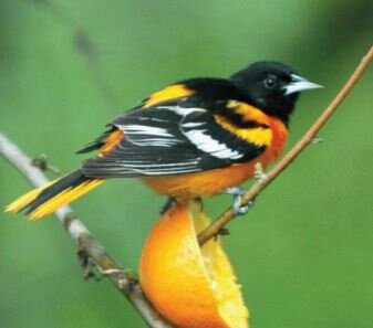 Baltimore Oriole