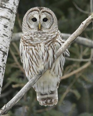 Owl Species