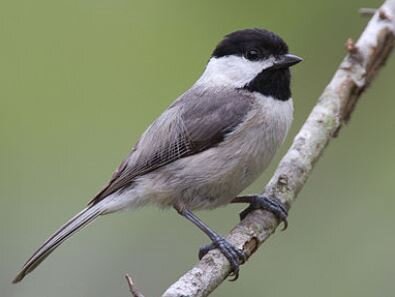 Carolina Chickadee