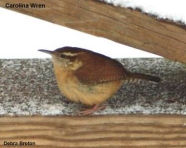 Carolina Wren