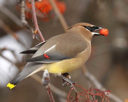 Cedar Waxwing