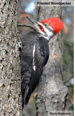 Woodpecker Species