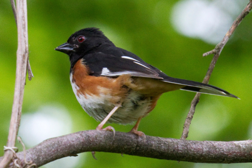 Eastern Towhee