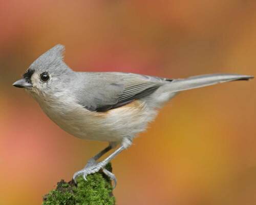 Tufted Titmouse