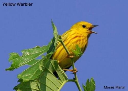 Warbler Species