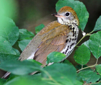 Wood Thrush