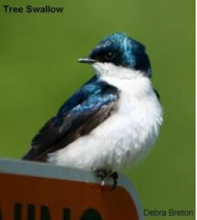 Tree Swallow