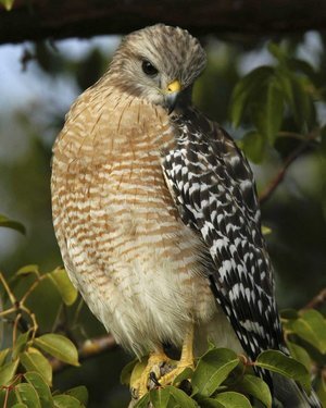 Red-shouldered Hawk (Y)