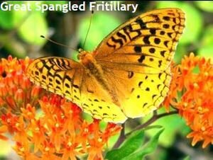 Fritillary Species