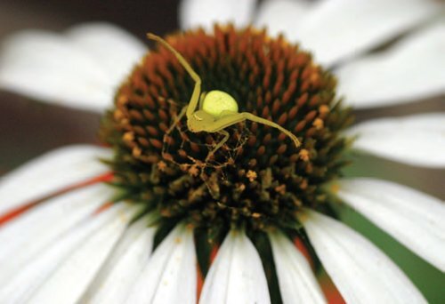 Crab Spider Species