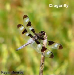 Dragon and Damsel Fly Species