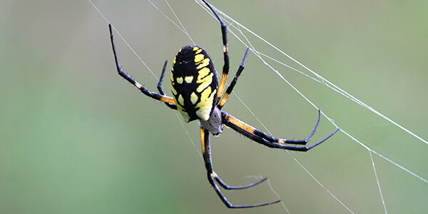 Orb Weaver Spiders