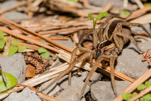 Wolf Spider